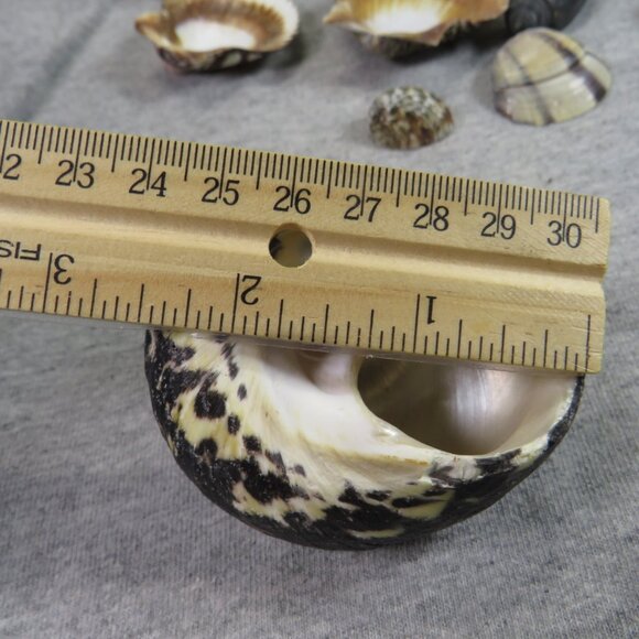 Black & White and Patterned REAL Sea Shells variety of sizes and styles - Picture 15 of 16